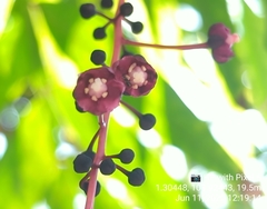 Lepisanthes alata