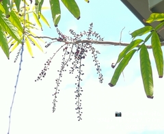 Lepisanthes alata