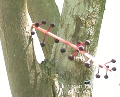 Lepisanthes alata