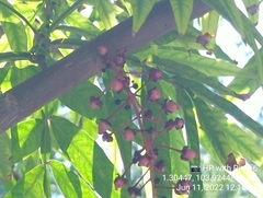 Lepisanthes alata