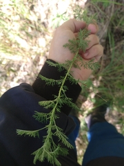 Artemisia abrotanum