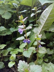 Glechoma hederacea