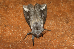 Abantiades tembyi
