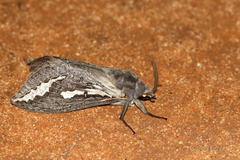 Abantiades tembyi