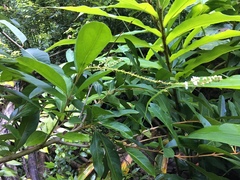 Citharexylum caudatum