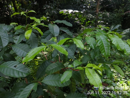 Strophanthus caudatus observed 2022-06-11