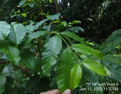Strophanthus caudatus