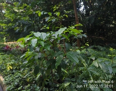 Strophanthus caudatus