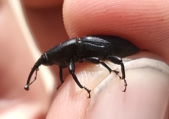 Scyphophorus yuccae