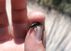 Scyphophorus yuccae