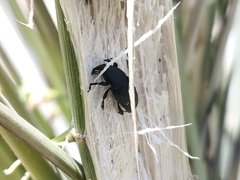 Scyphophorus yuccae