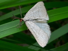 Polypogon tentacularia