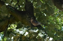 Garrulus glandarius
