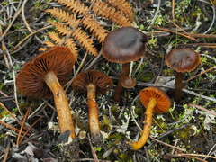 Cortinarius aurantiobasis