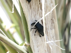 Scyphophorus yuccae