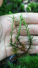 Polytrichum commune