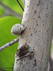 Amphidromus perversus