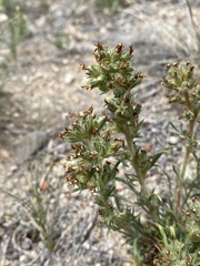 Ipomopsis spicata