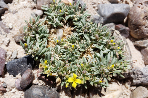 Arizona bladderpod (Lesquerella arizonica)