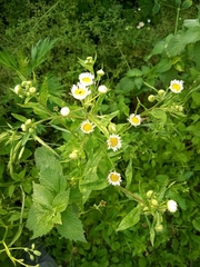 Erigeron annuus