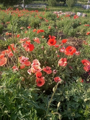 Papaver rhoeas