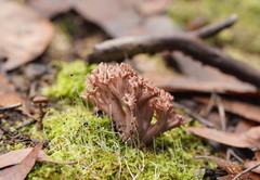 Ramaria fennica