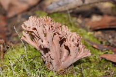 Ramaria fennica