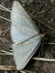 Polypogon tentacularia