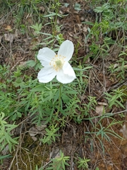 Anemonoides sylvestris