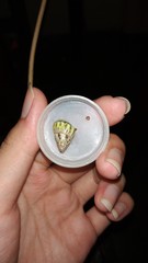 Amphidromus furcillatus