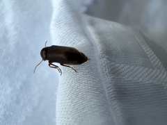 Ptilinus pectinicornis