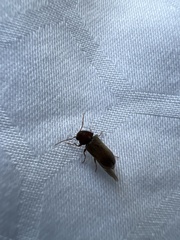 Ptilinus pectinicornis