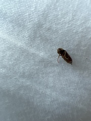 Ptilinus pectinicornis