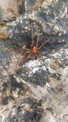 Callobius claustrarius