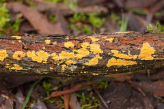 Incrustoporiaceae