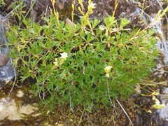 Saxifraga losae