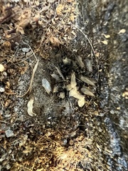 Lasius niger