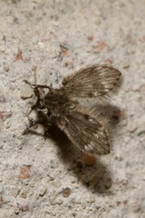 Clytocerus