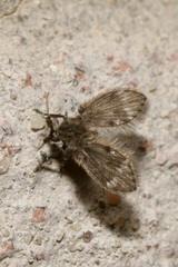 Clytocerus