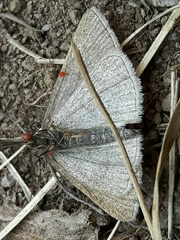 Polypogon tentacularia