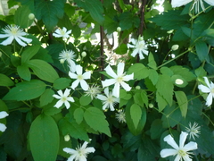 Clematis potaninii