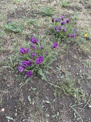 Oxytropis pseudoglandulosa