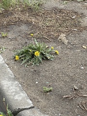 Taraxacum officinale