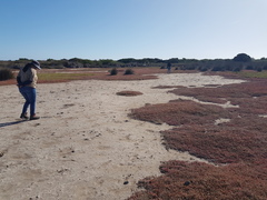 Salicornia natalensis