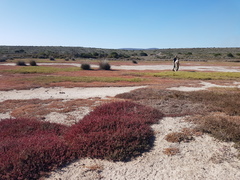Salicornia natalensis