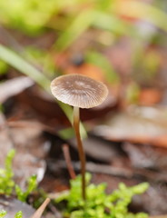 Mycena mijoi