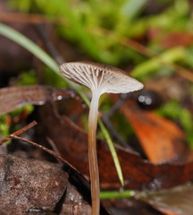 Mycena mijoi