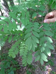 Styphnolobium affine