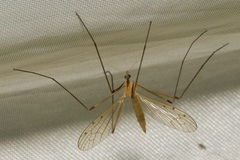 Limonia phragmitidis