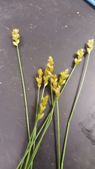 Carex scoparia
